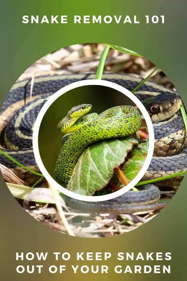Snake Removal 101: How To Keep Snakes Out Of Your Garden 55 - Flowers & Plants